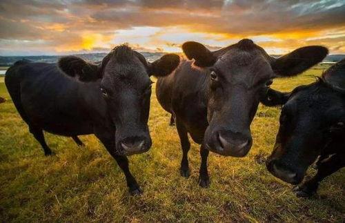 国产禾牛品种介绍大全视频